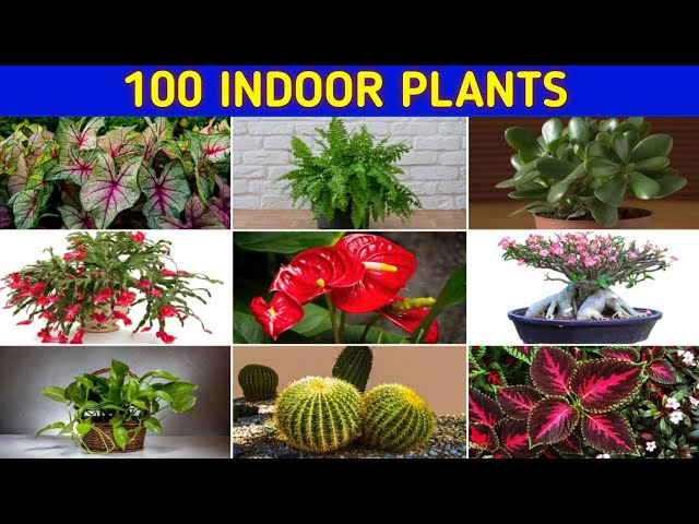 Ornamental Plants | Indoor Plants| Best Indoor Plants For Home| 100 Ornamental Or Indoor Plants Name