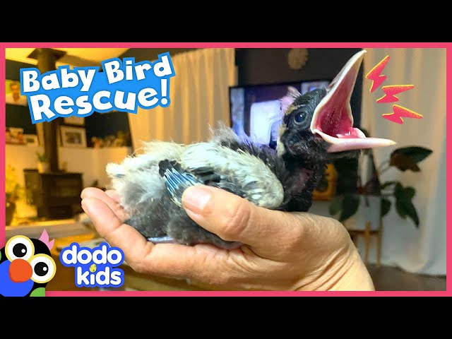 Baby Magpie Changes Kid Rescuer's Life | Dodo Kids | Rescued!