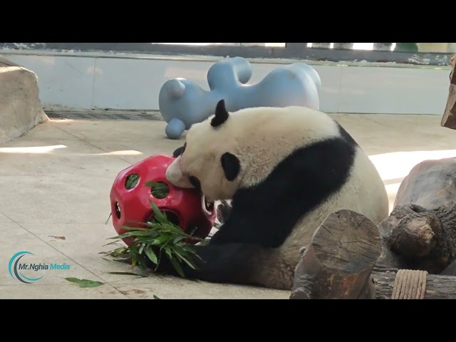 What Happens at San Diego Zoo When the Lights Go Out at Night?