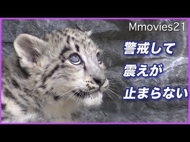 突然頭上に物影が！震えが止まらないユキヒョウの赤ちゃん Snow Leopard cub