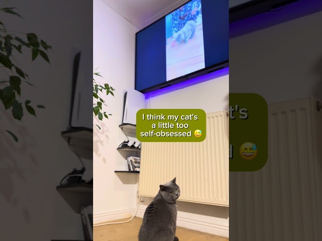 Hippo TV 📺 #britishcats #cat #britishshorthair #funnycats #catlover #cutecat #catlife