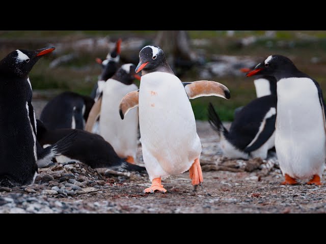 A remote island full of penguins