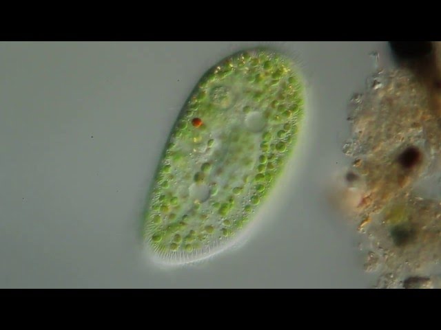 Paramecium bursaria