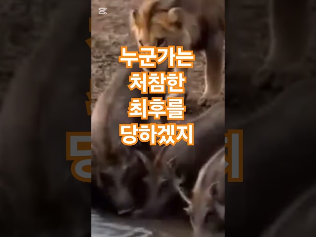 등뒤에 나타난 포식자#사자#동물#멧돼지#쇼츠#포식자#무서운#물을먹다