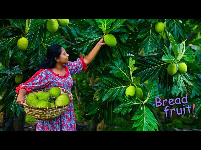 Creamy Breadfruit Curry & Brother's Breadfruit Peel-fry made a perfect combination | Traditional Me