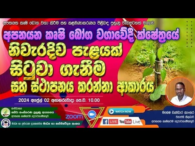 අපනයන කෘෂි භෝග වගාවේ දී නිවැරදිව පැළයක් සිටුවාගන්නා ආකාරය