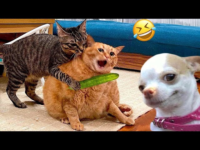 Funny ANIMALS videos 😂 Funniest CATS 😺 DOGS 🐶 HORSES 🐴19