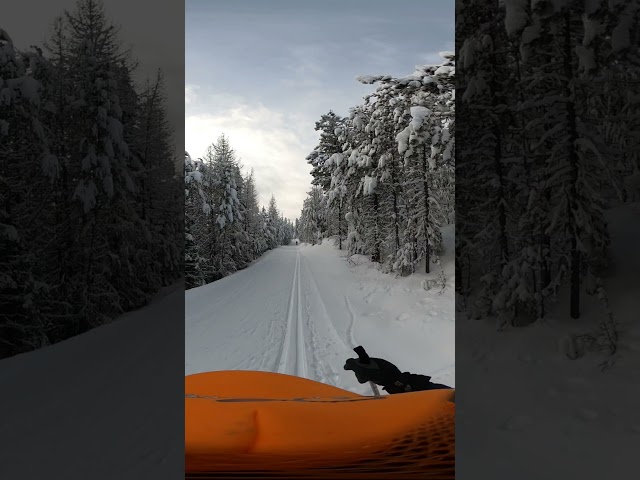 Spur Trail, Blacktail Mountain Nordic Ski Trail System. #mountains #montana #nordicskiing