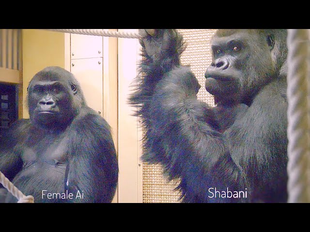 Female Gorilla Gazing At A Huge Silverback ❤️ |  Shabani and Ai