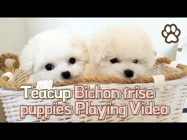 Teacup bichon frise Playing Video - Teacup puppies KimsKennelUS