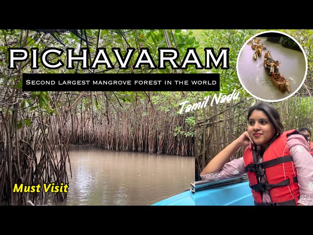 Hidden gem in Tamil Nadu |  PICHAVARAM #mangroveforest #pichavaram #boating