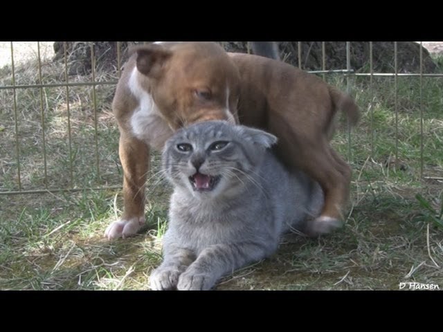 10 Pit Bull Puppies and 1 Brave Kitten and 1 Happy Pug!