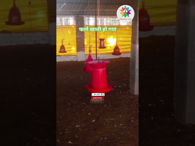 broiler chicks | ठंडी में मुर्गी पालन #farming_life_0.2  #poultryfarming #shorts #ytshorts #short