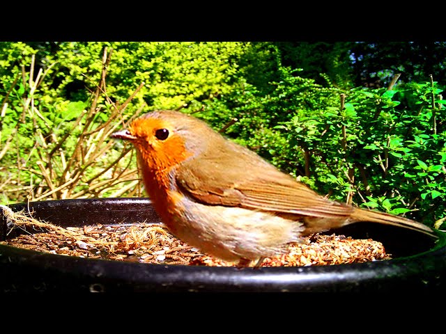 The Most Beautiful Robin You'll Ever See (Guaranteed) 🤩