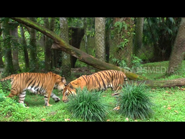 BESAR DAN KUAT, SI HARIMAU BENGGALA | SI OTAN (15/08/19) PART 1