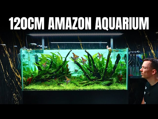 4ft AMAZON INSPIRED ANGELFISH AQUARIUM - Full Step By Step Aquascape Tutorial