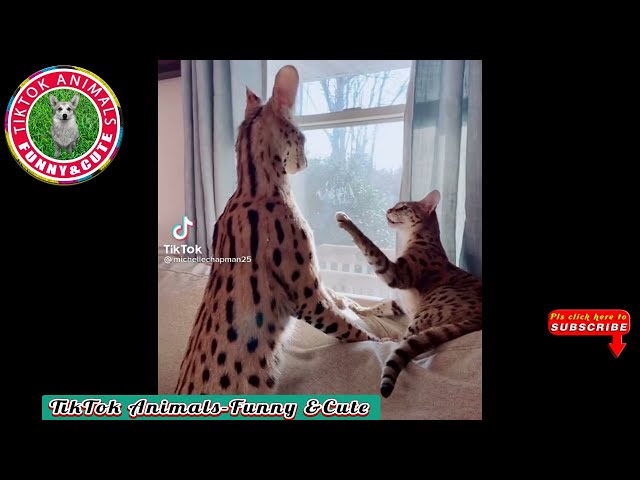 🐱TikTok Animals-Funny and Cute -Cat Video #24 ||  TikTok Animals-Funny and Cute Channel.