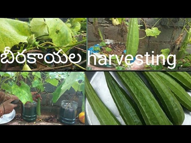 #మా అమ్మ  garden లోని బోలెడన్ని Organic బీరకాయలను  harvesting చేస్తున్నారు#Veggies Vlog#Lotus Talks.