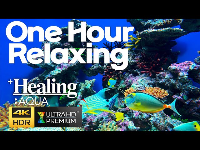 Best 4K HDR Aquarium - Perfect for relax Screensaver - Sequence 33 [1 Hour]