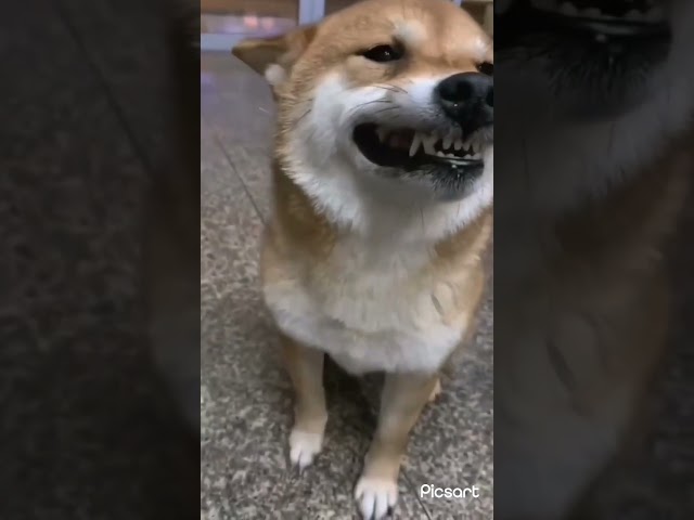 Funny dog video 😂😂 #trending #funny #shorts