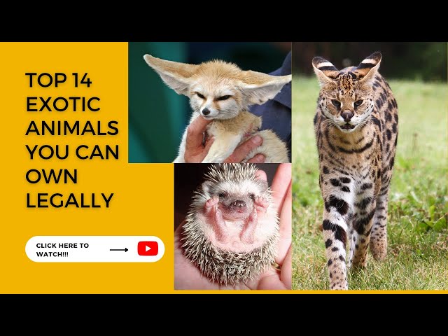 Top 14 Exotic Animals You Can Own Legally