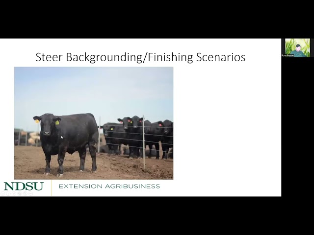 Backgrounding Cattle 2022: Economics of Backgrounding and Finishing