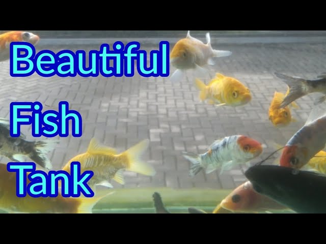 beautiful fish video aquarium #srilanka #tamil  #shortsfeed #shorts #travel #trending #video #vlog