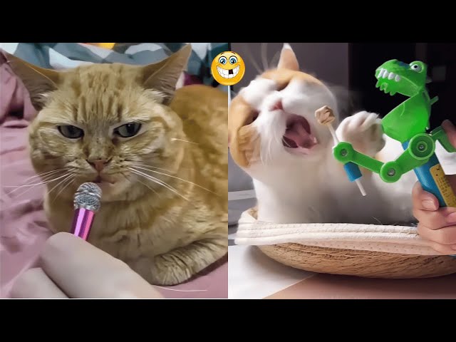 Funny Cats Videos Clips😂:Top 10 Funniest Moments Ever!