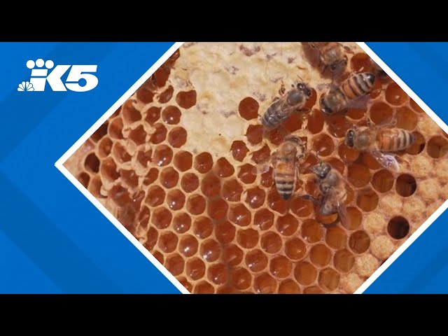 Northwest beekeepers battle against leading killer of honeybees