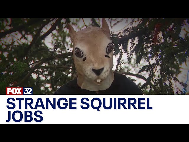 Across America: Strange squirrel jobs go viral