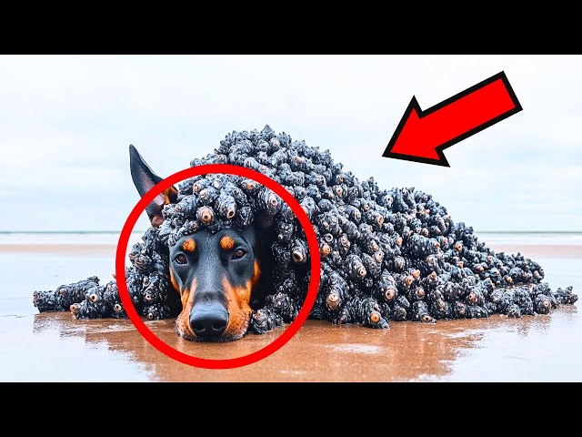 A Dog Was Covered In Millions of Barnacles… UNTIL A STRANGER CHANGED EVERYTHING!"