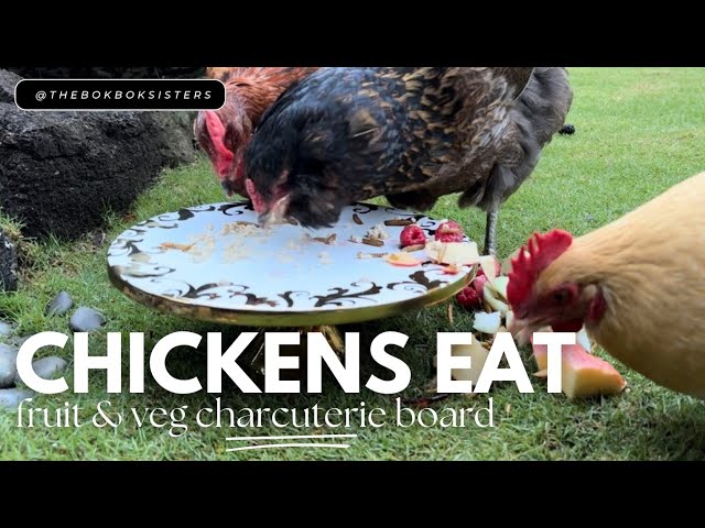 Ever Seen Bougie backyard Chickens Eat a Charcuterie Board? This ASMR Video is Surprisingly calming!