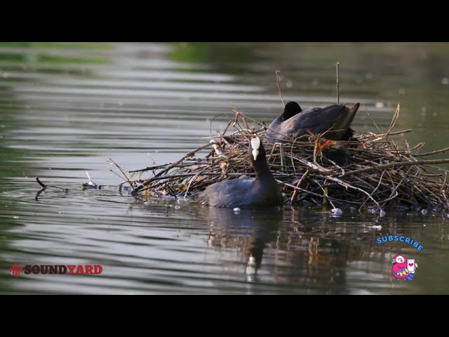 Coot Bird Nesting: Heartwarming Moments of Coots Warming New Hatchlings on Water