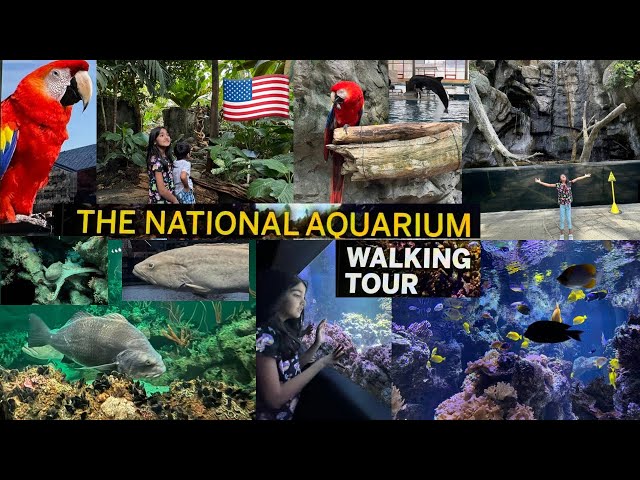 National Aquarium ( Baltimore) Maryland Full Tour/ Dolphin Show/ Walking Tour - 4K HDR / Daily Vlog