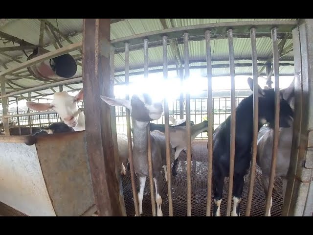 Feeding the goats in a Singapore farm 180 VR