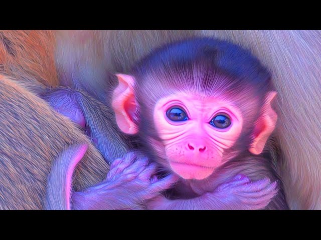 OMG! Baby Monkey Takes First Steps!