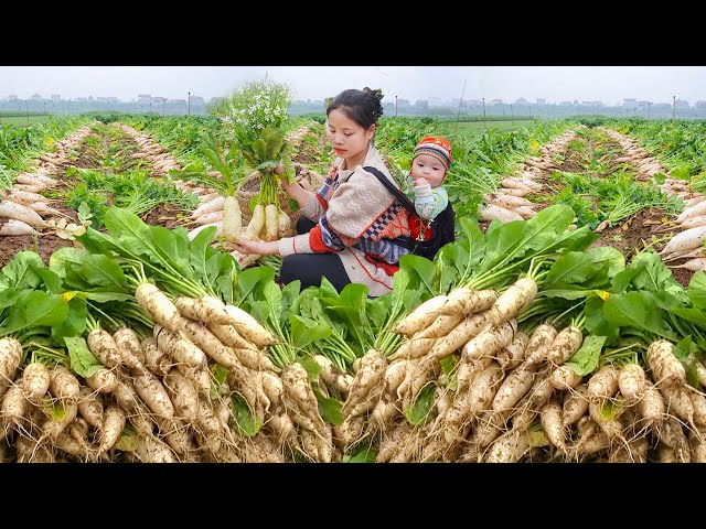 Harvesting White Radishes to Sell at The Market - Single Mother Trying Hard for Her Children