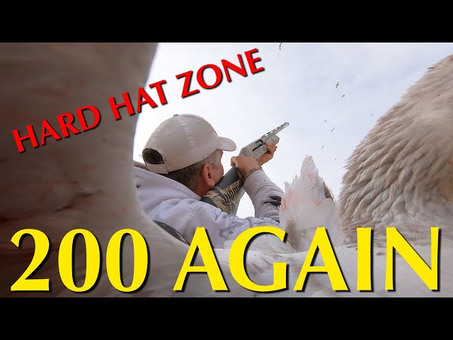 200 Bird Snow Goose Hunt - Hard Hat Zone@CabelasHunting @divebombsquad @hevishotammo @BenelliArmiSpA