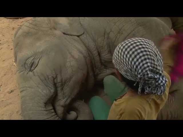 Lullaby to elephant - ElephantNews