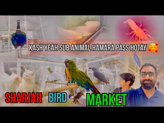 Finally or birds layli 🦜 || sharjah bird market sa fish layli ||