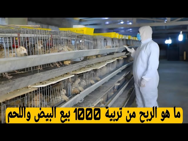 ما هو الربح من تربية 1000 سمانة بيع البيض واللحم .