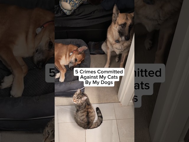 5 Crimes Committed Against My Cats By My Dogs... #cats #dogs #cattitude #cat #funnycats #catvideos