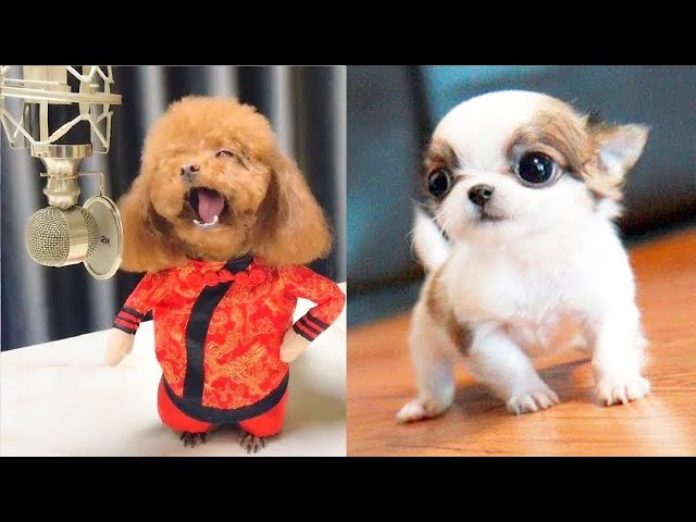 Cute Dog Videos.... You Laugh You Lose! | Funny Pet Home Videos😂| You will laugh at all the DOGS!🐶