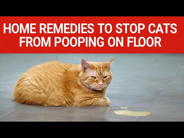 Why Your Cat Poops on the Floor? Causes, Solutions, and How to Stop It?