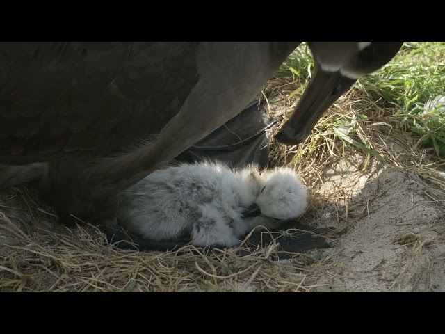 The First of many Black-footed Albatross to hatch on Midway Atoll National Wildlife Refuge. 2025