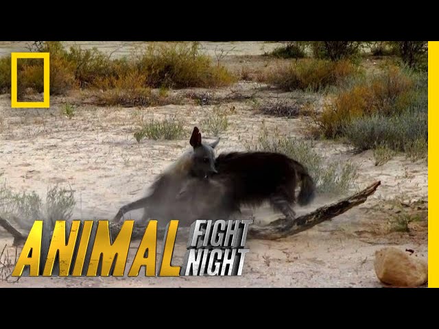 Hyena v. Hyena: Battle For Territory | Animal Fight Night