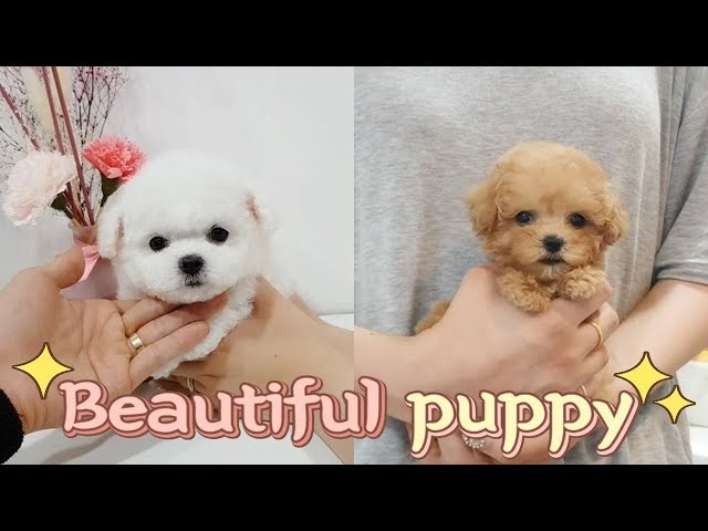 Teacup bichon frise and Toy poodle video Cutest and lovely puppy - Teacup puppies KimsKennelUS