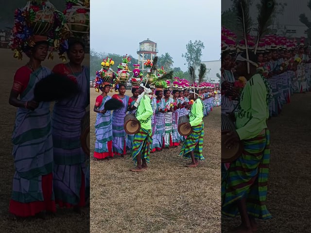 SANTALI CULTURE#santalivideo #reels #viralshorts #trending @phaguhembramofficial #traditional