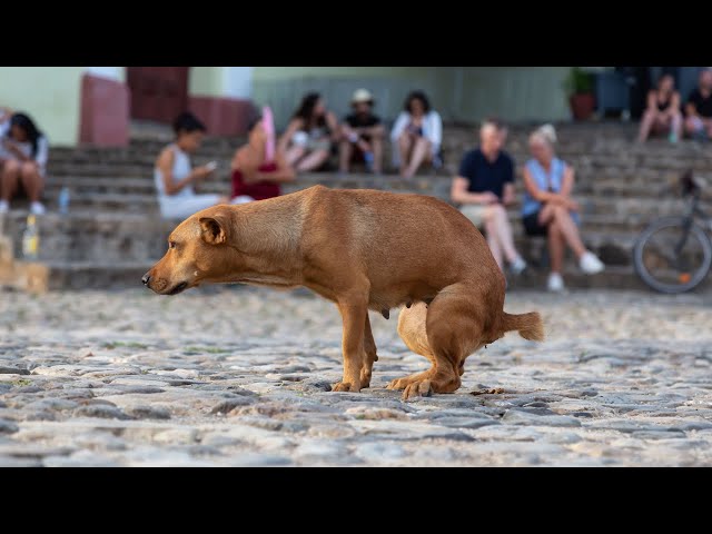 Funniest Cats And Dogs Videos 😁 Best Funny Animal Videos 2024