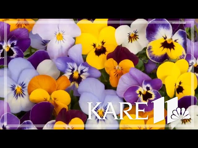 Grow with KARE | Start your flower seeds earlier than your veggies